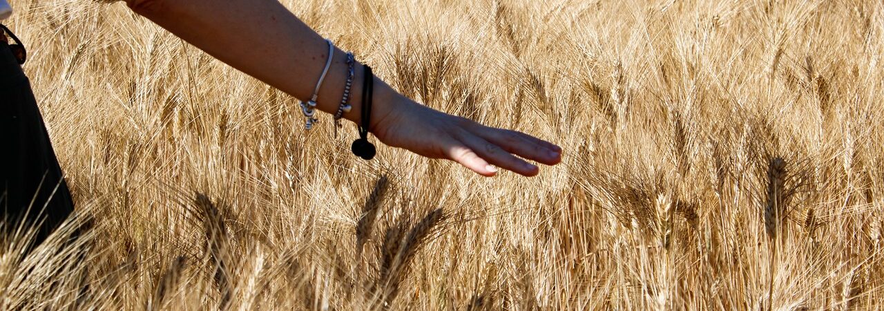 Il desert durum si può produrre anche nel Mezzogiorno?