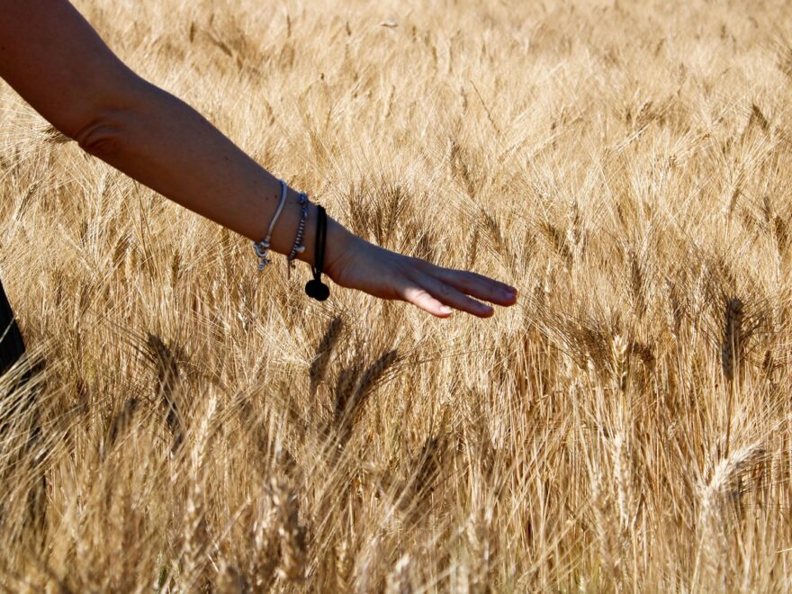 Il desert durum si può produrre anche nel Mezzogiorno?